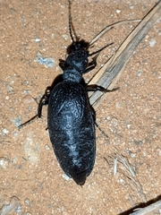 Meloe mediterraneus