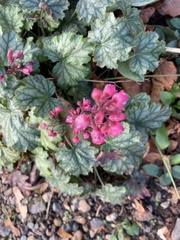 Heuchera