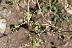 Marrubium incanum