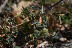 Euphorbia fragifera