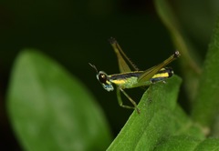 Paramastax annulipes