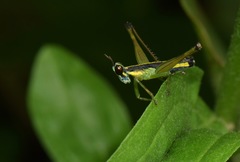 Paramastax annulipes
