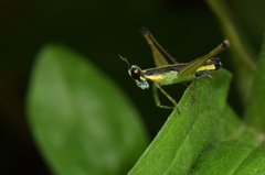 Paramastax annulipes