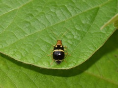 Gynandrobrotica