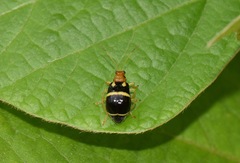 Gynandrobrotica