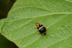 Gynandrobrotica