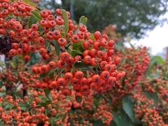 Pyracantha coccinea