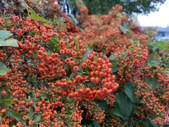 Pyracantha coccinea