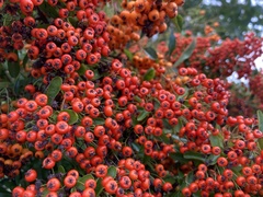 Pyracantha coccinea