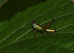 Paramastax annulipes