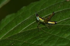 Paramastax annulipes
