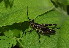 Chromacris psittacus