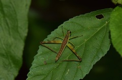 Paramastax annulipes