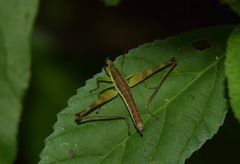 Paramastax annulipes