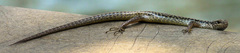 Concinnia tenuis