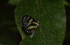 Ithomia iphianassa