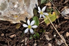 Colchicum hungaricum