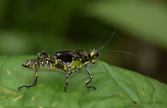 Chromacris psittacus