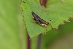 Batrachidea planus
