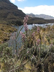Valeriana microphylla