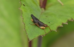 Batrachidea planus