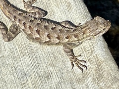 Sceloporus occidentalis