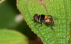 Palpada pusilla