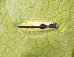 Evacanthinae