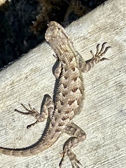 Sceloporus occidentalis