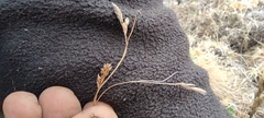 Carex boliviensis