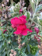Antirrhinum majus