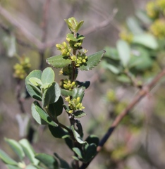 Rhamnus pilosa