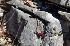 Petrosedum ochroleucum