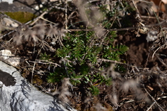 Galium firmum