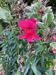 Antirrhinum majus