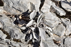 Pentanema verbascifolium