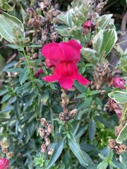 Antirrhinum majus