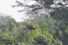 Streptopelia xanthocycla