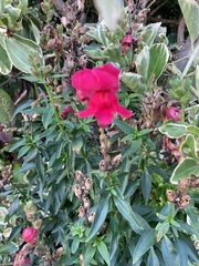 Antirrhinum majus