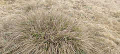 Carex bonplandii