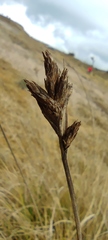 Carex bonplandii