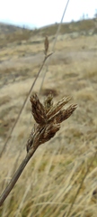 Carex bonplandii