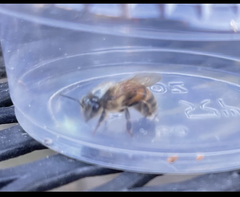 Apis mellifera
