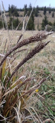 Carex phleoides
