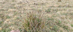 Carex phleoides