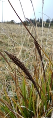Carex phleoides