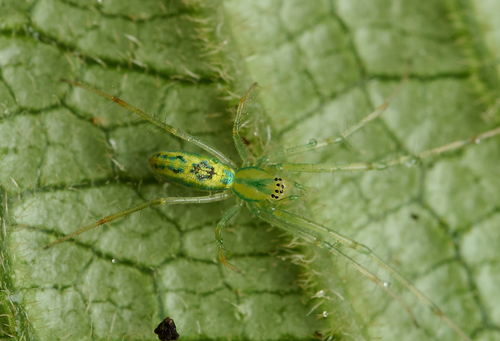 Tetragnatha polychromata observed 2022-02-17