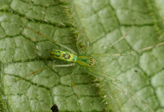 Tetragnatha polychromata