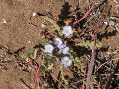 Phacelia douglasii