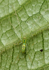 Tetragnatha polychromata